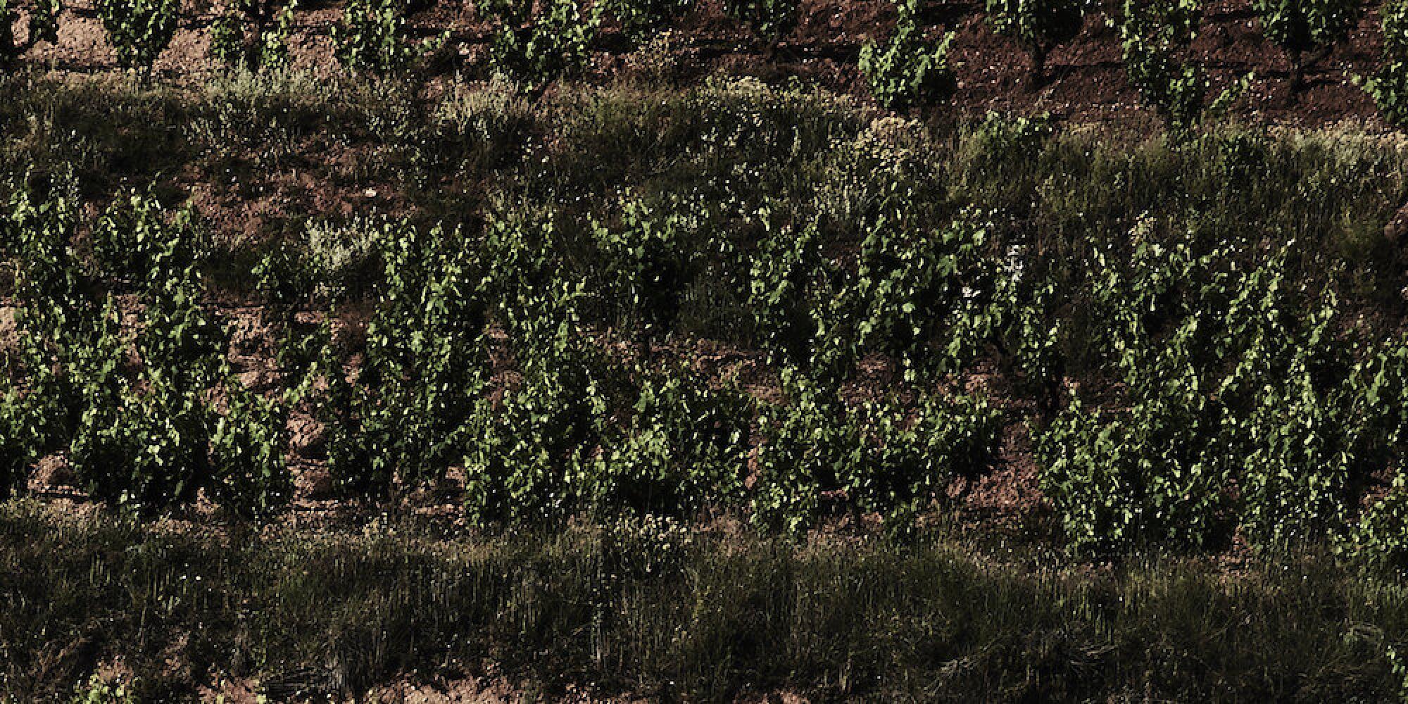 Celler de Capcanes № 1