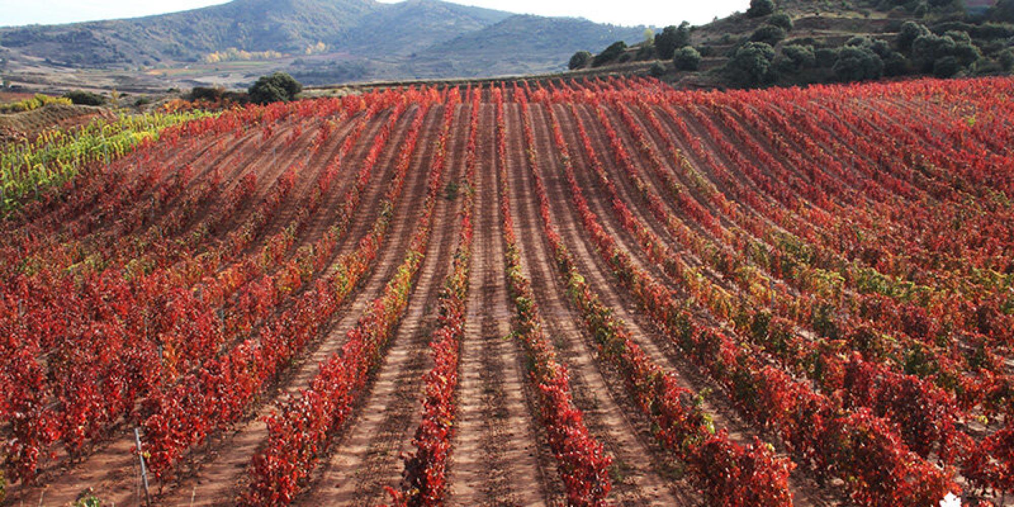 Bodegas Alvia № 1