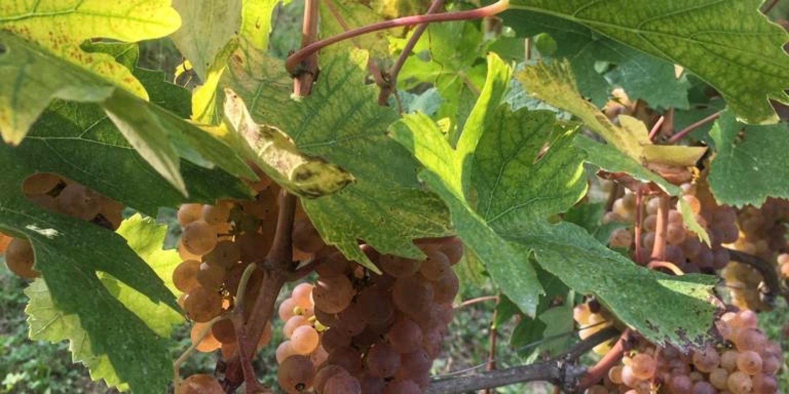 Bric Cenciurio № 10