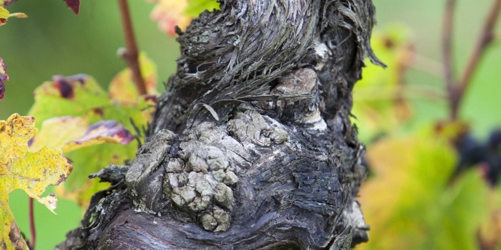 Okonomierat Rebholz № 12