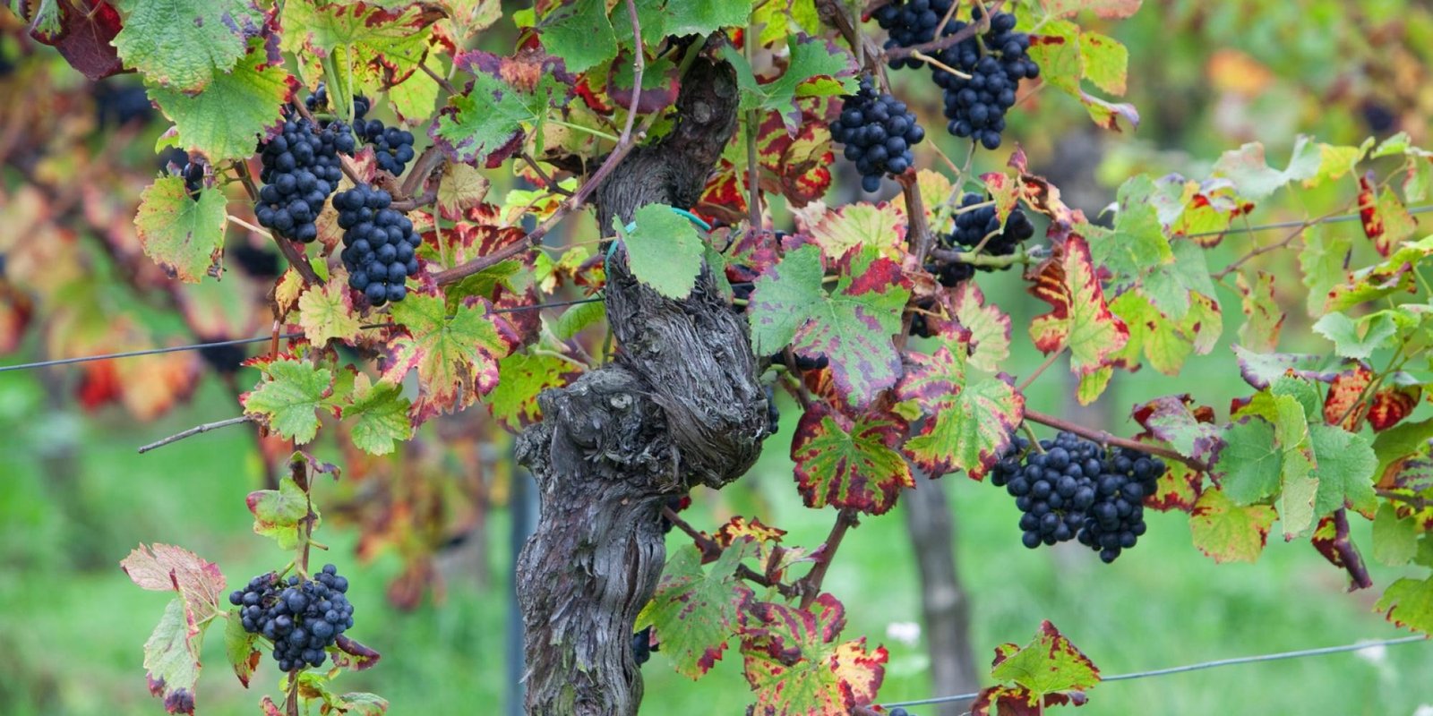 Okonomierat Rebholz № 13