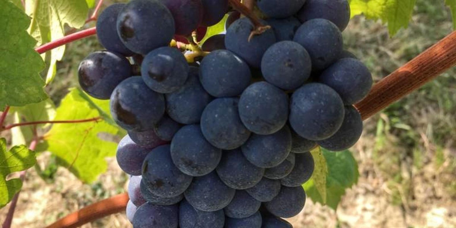 Bric Cenciurio № 13