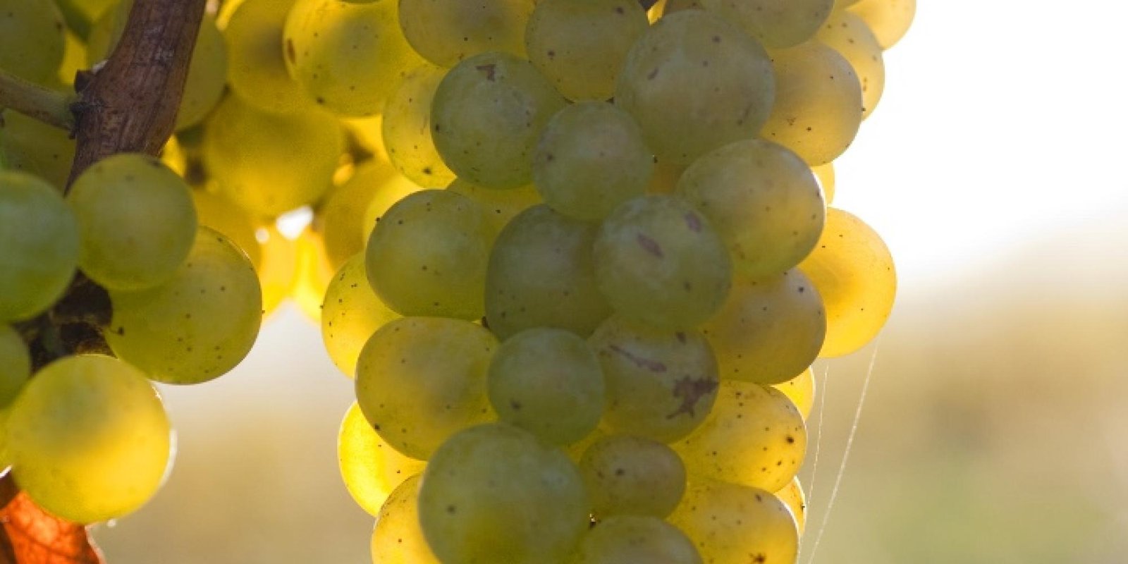 Okonomierat Rebholz № 14