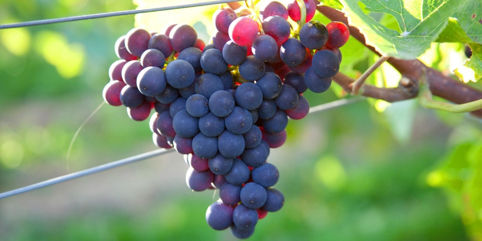 Okonomierat Rebholz № 15