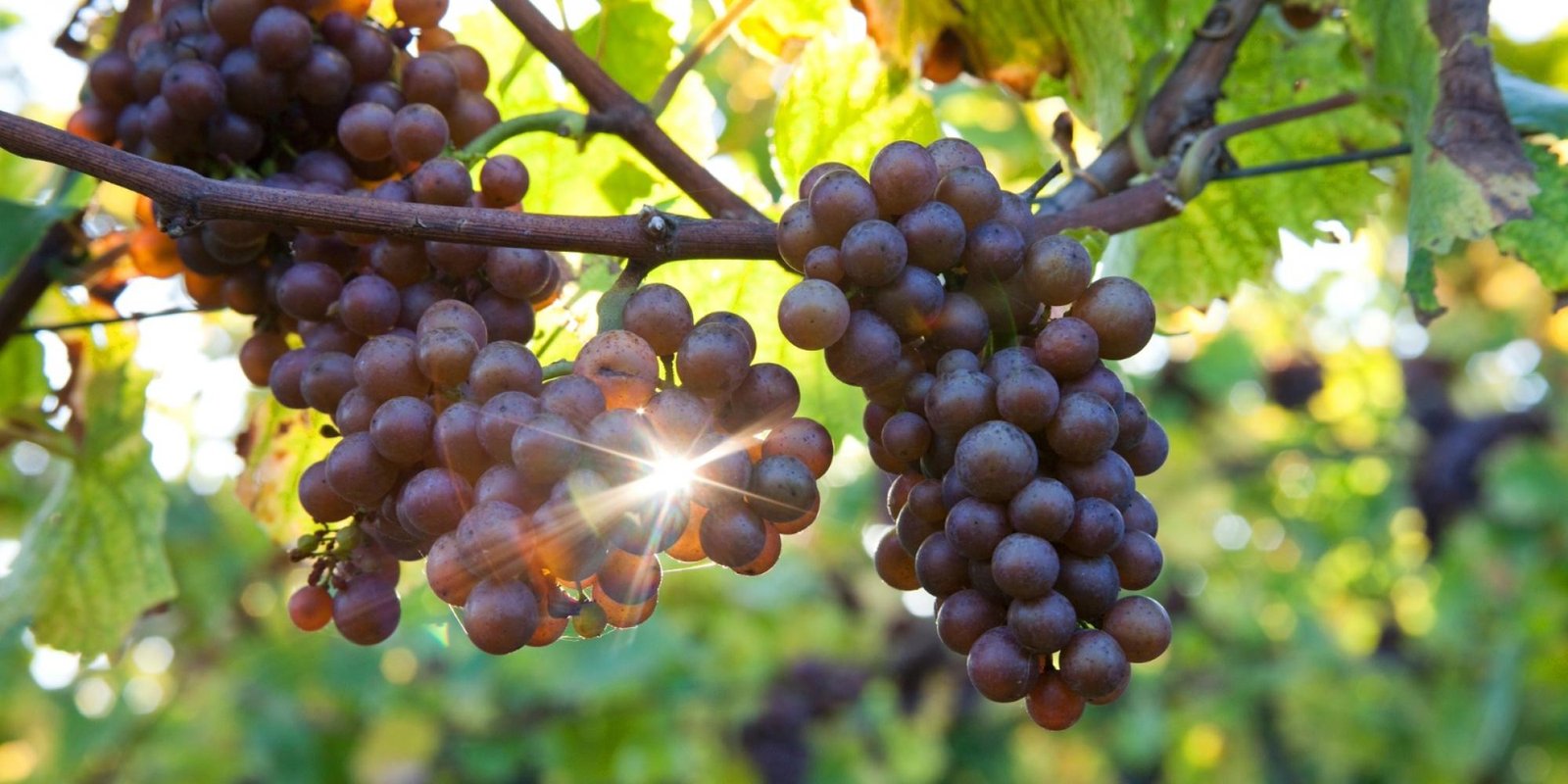 Okonomierat Rebholz № 16