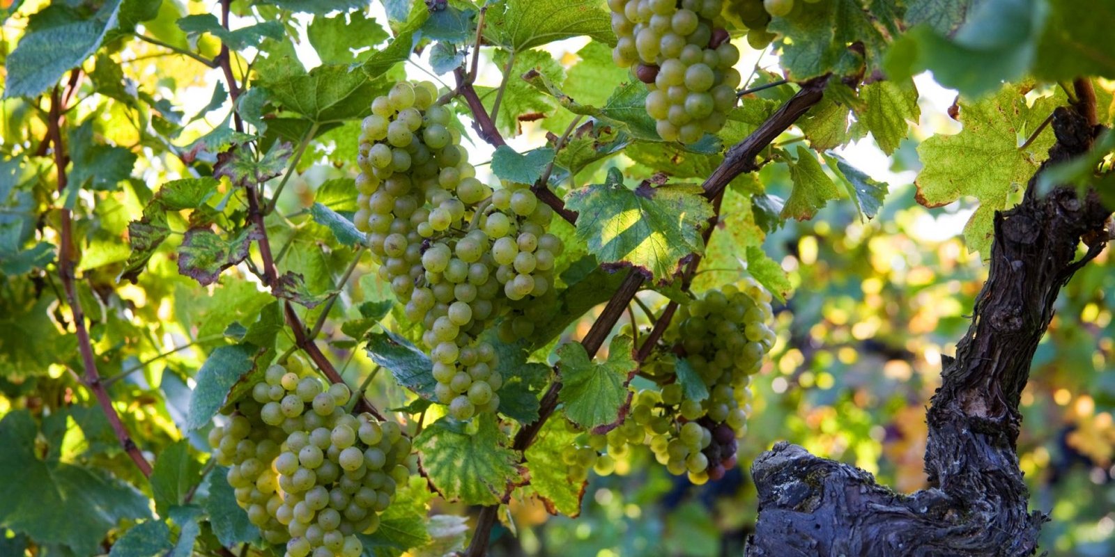 Okonomierat Rebholz № 18