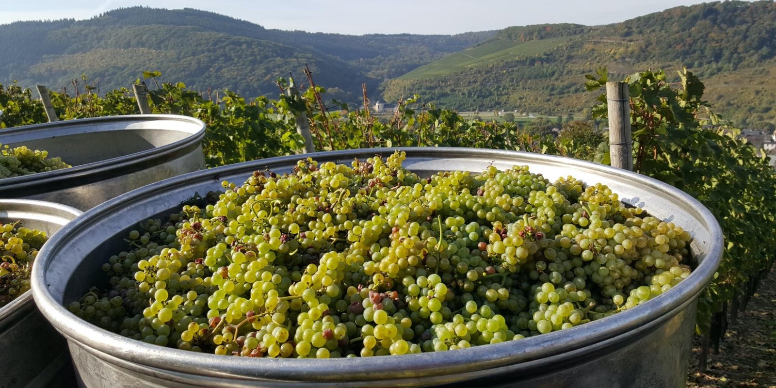 Selbach Oster № 18