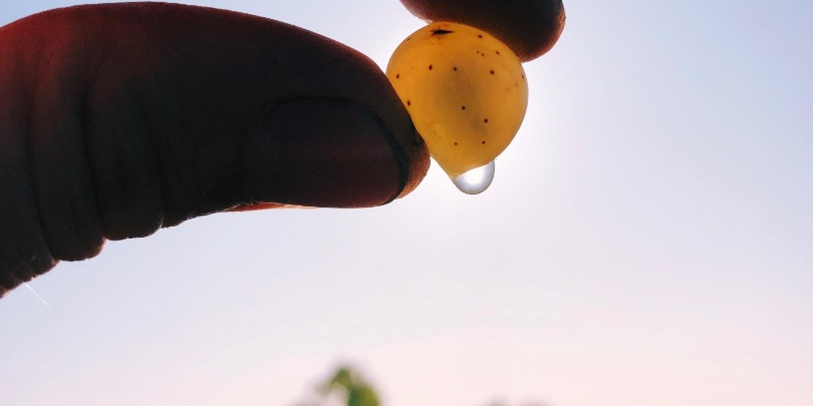 Peter Jacob Kuhn № 1