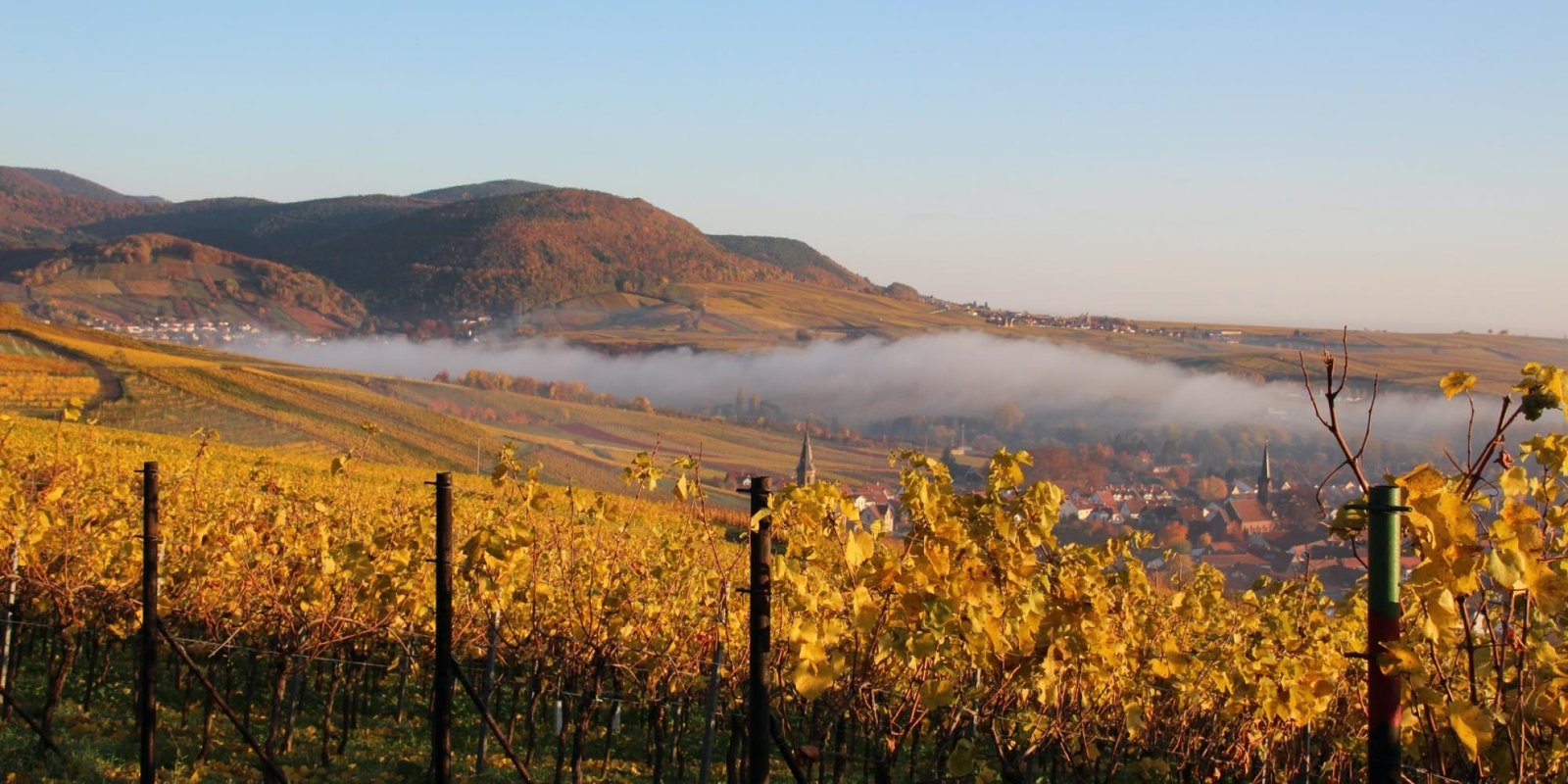 Okonomierat Rebholz № 2