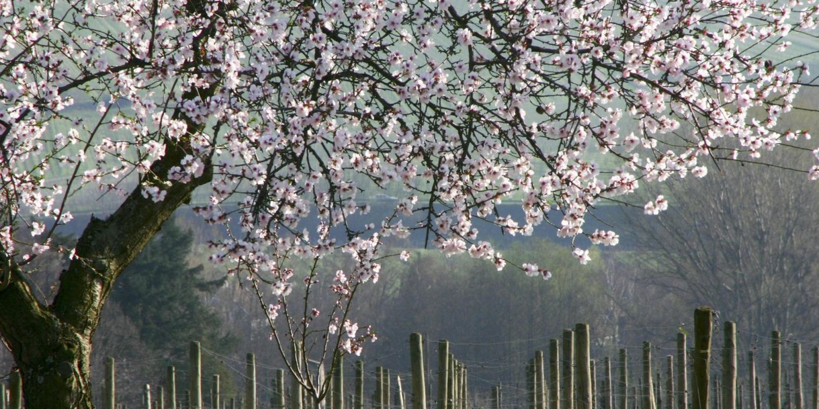 Okonomierat Rebholz № 3