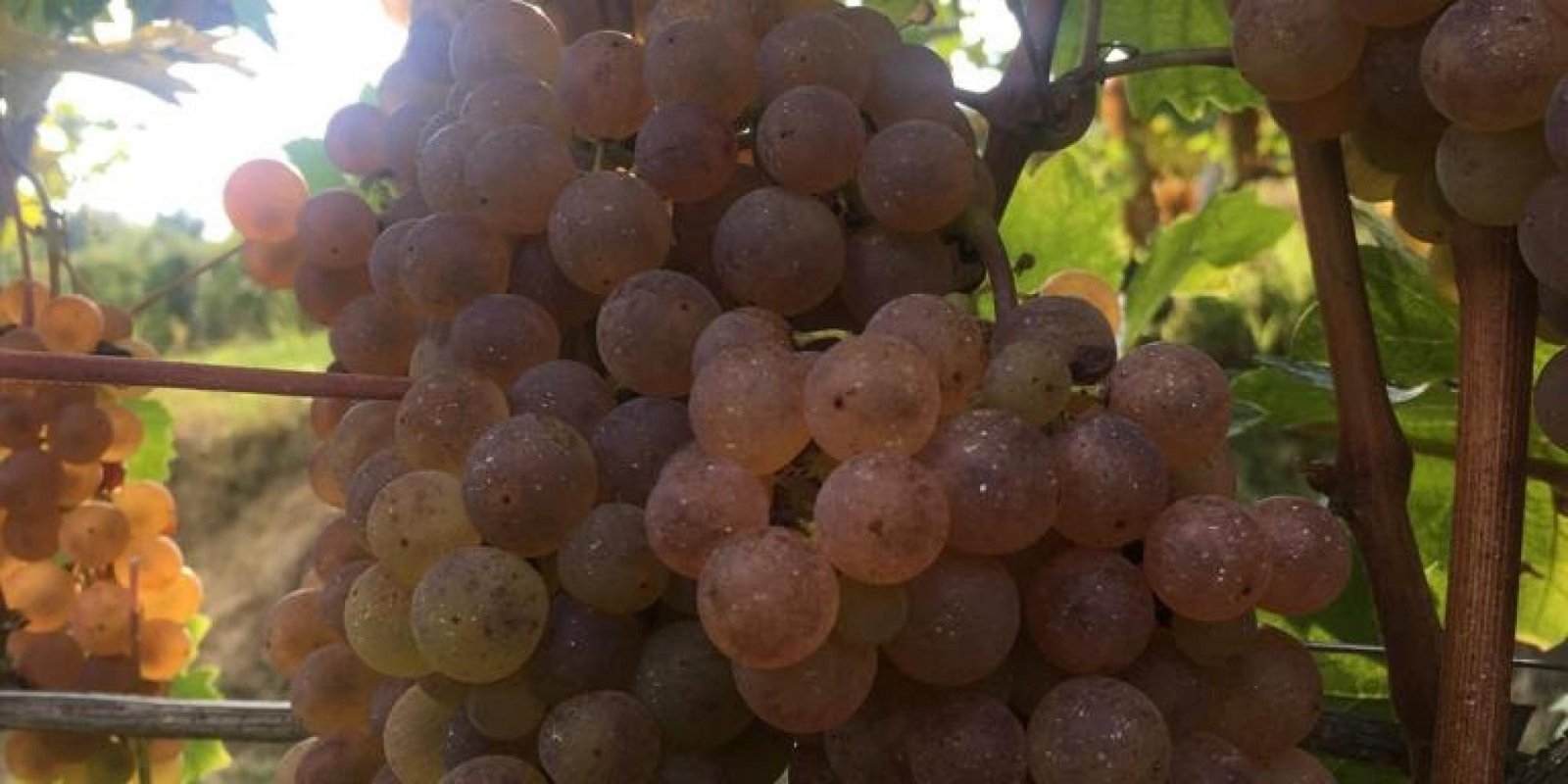 Bric Cenciurio № 3