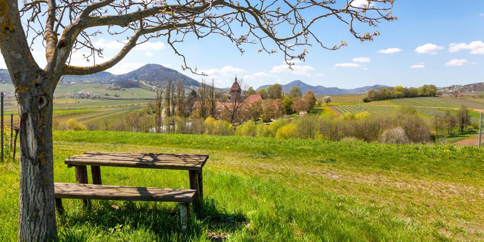 Okonomierat Rebholz № 4