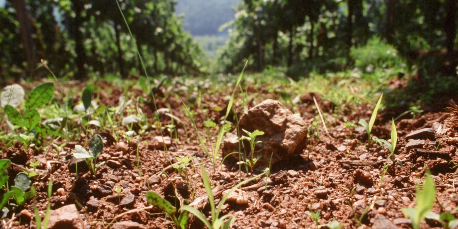 Okonomierat Rebholz № 5