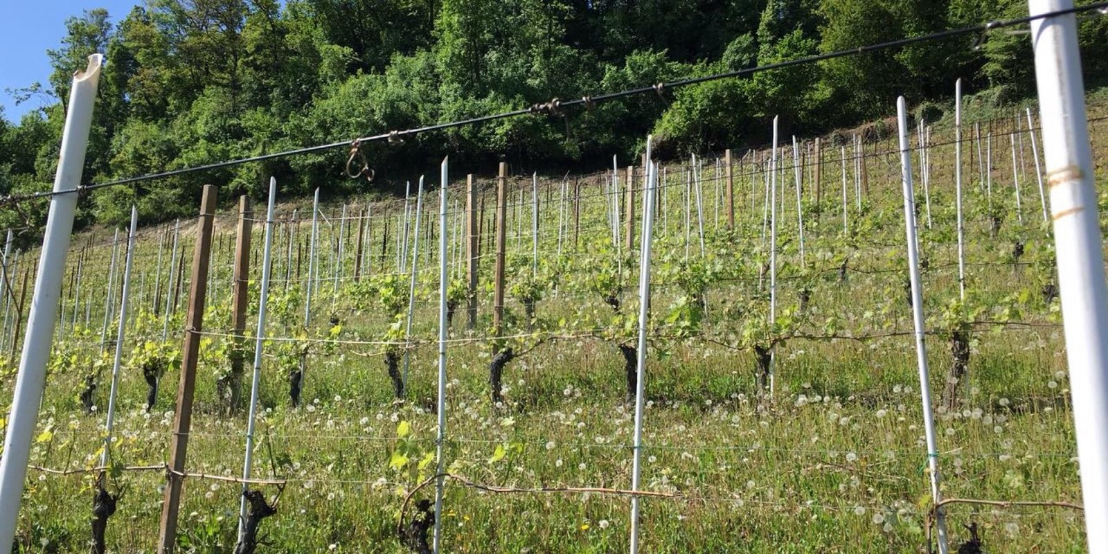 Bric Cenciurio № 5