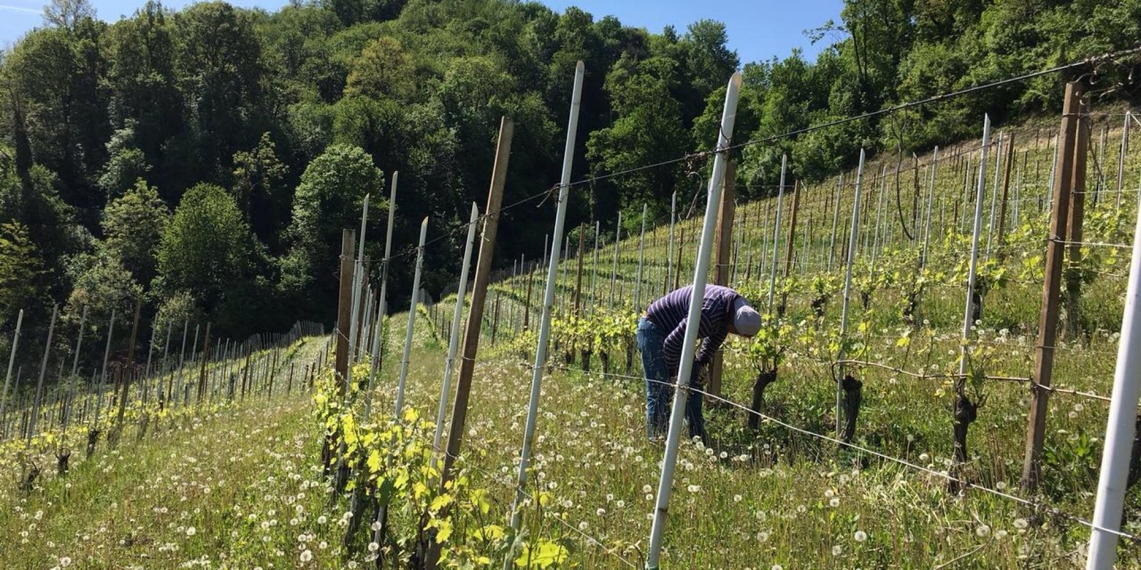 Bric Cenciurio № 6