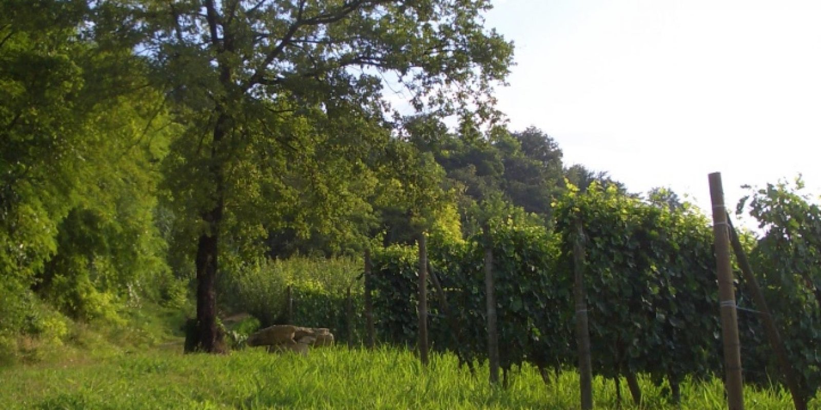 Bric Cenciurio № 7