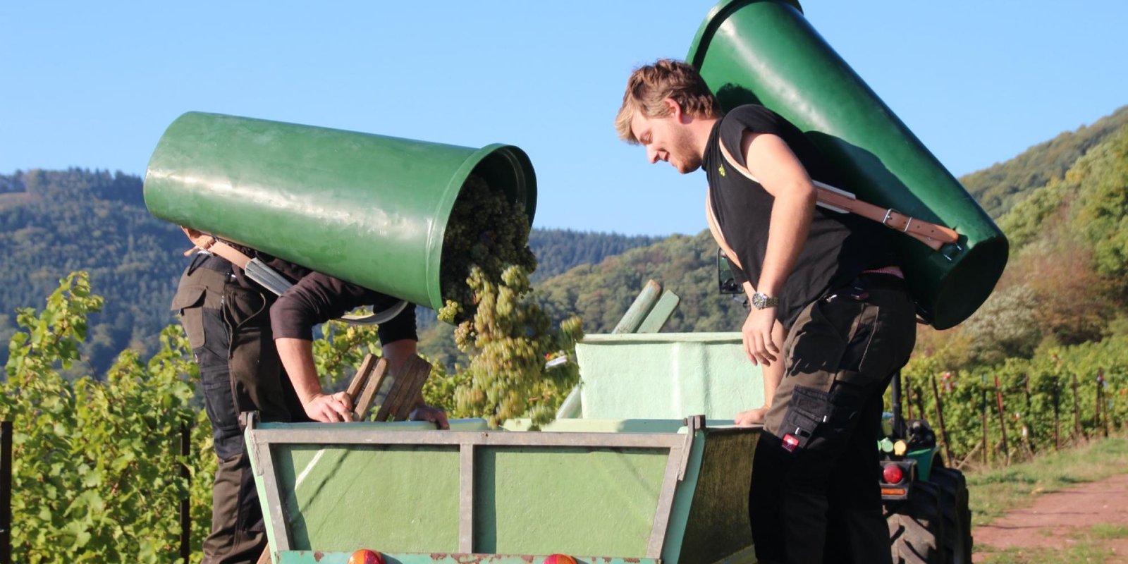 Okonomierat Rebholz № 8