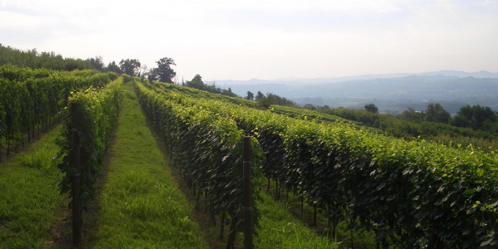 Bric Cenciurio № 8