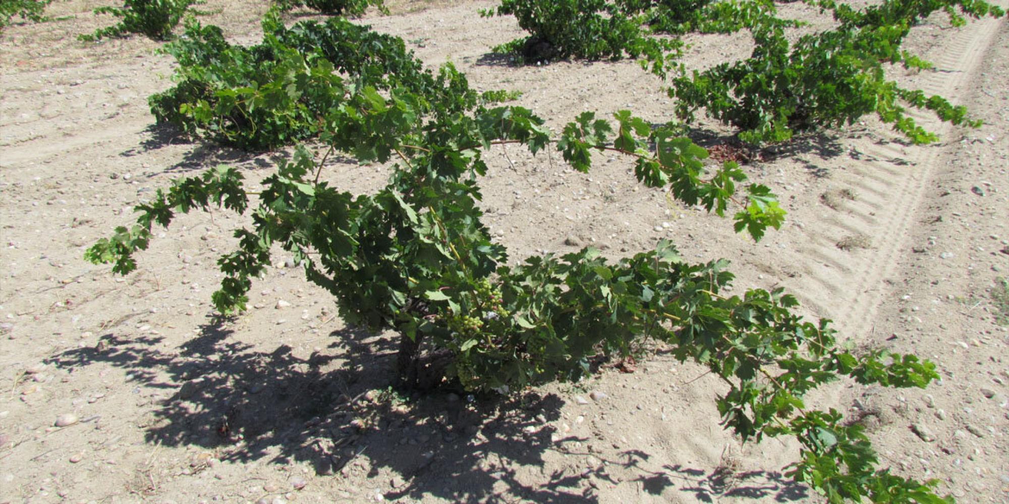 Bodegas Viñaguareña № 0