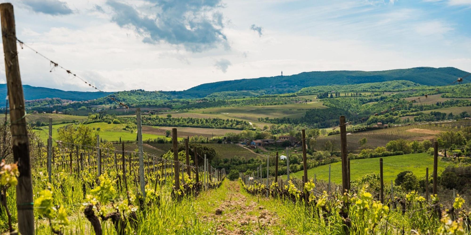Poderi Boscarelli № 0