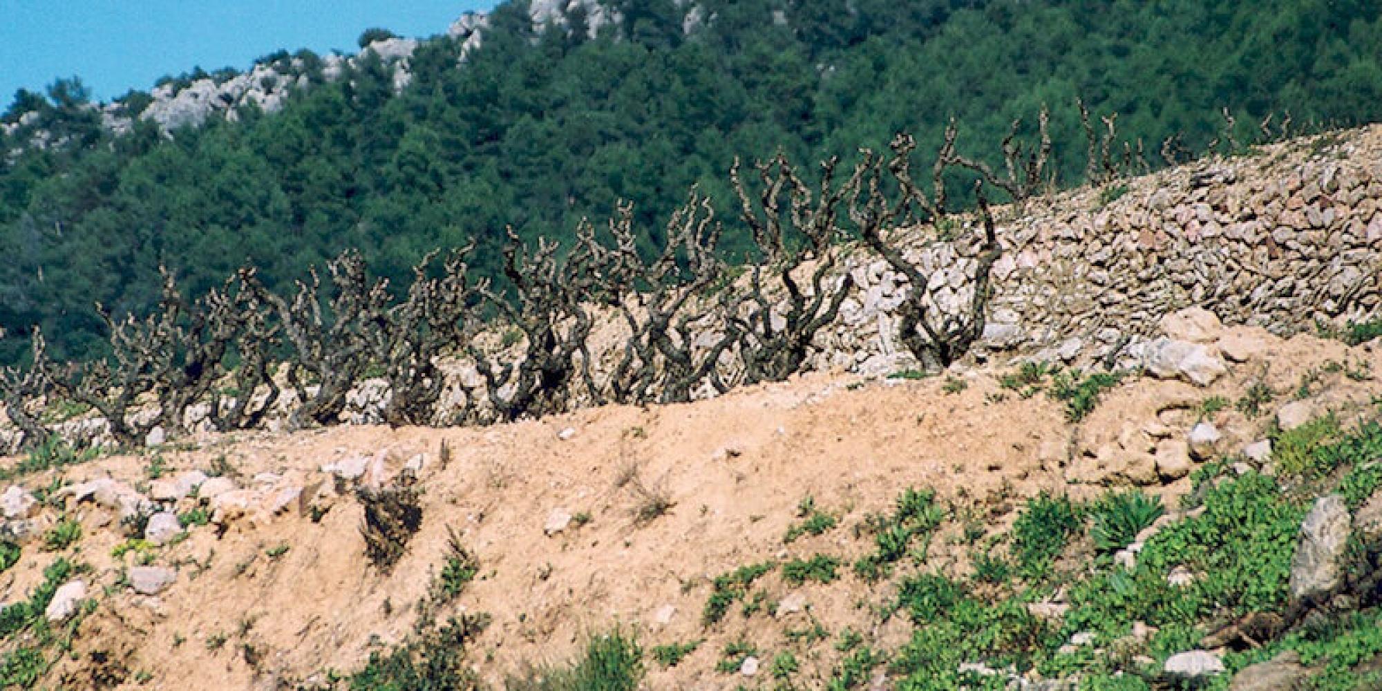Celler de Capcanes № 0