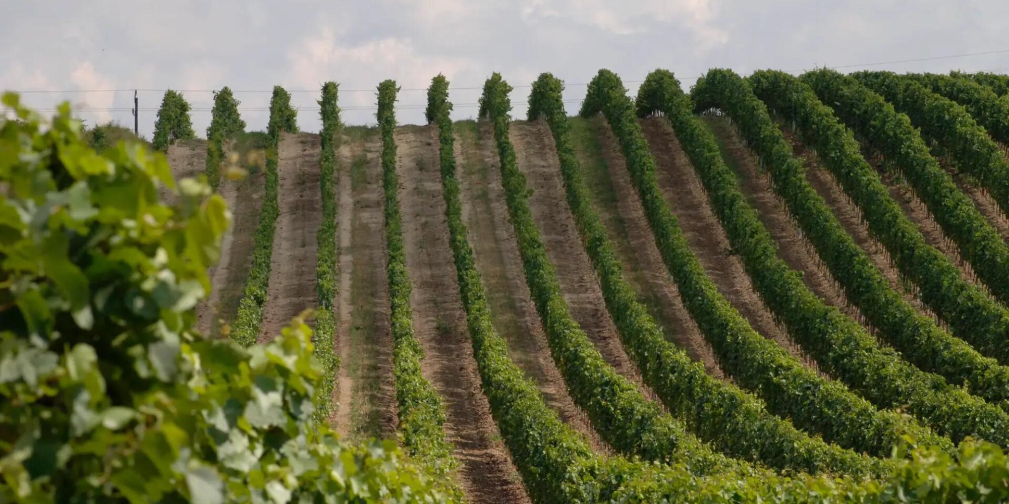 Weingut Paul Achs № 0