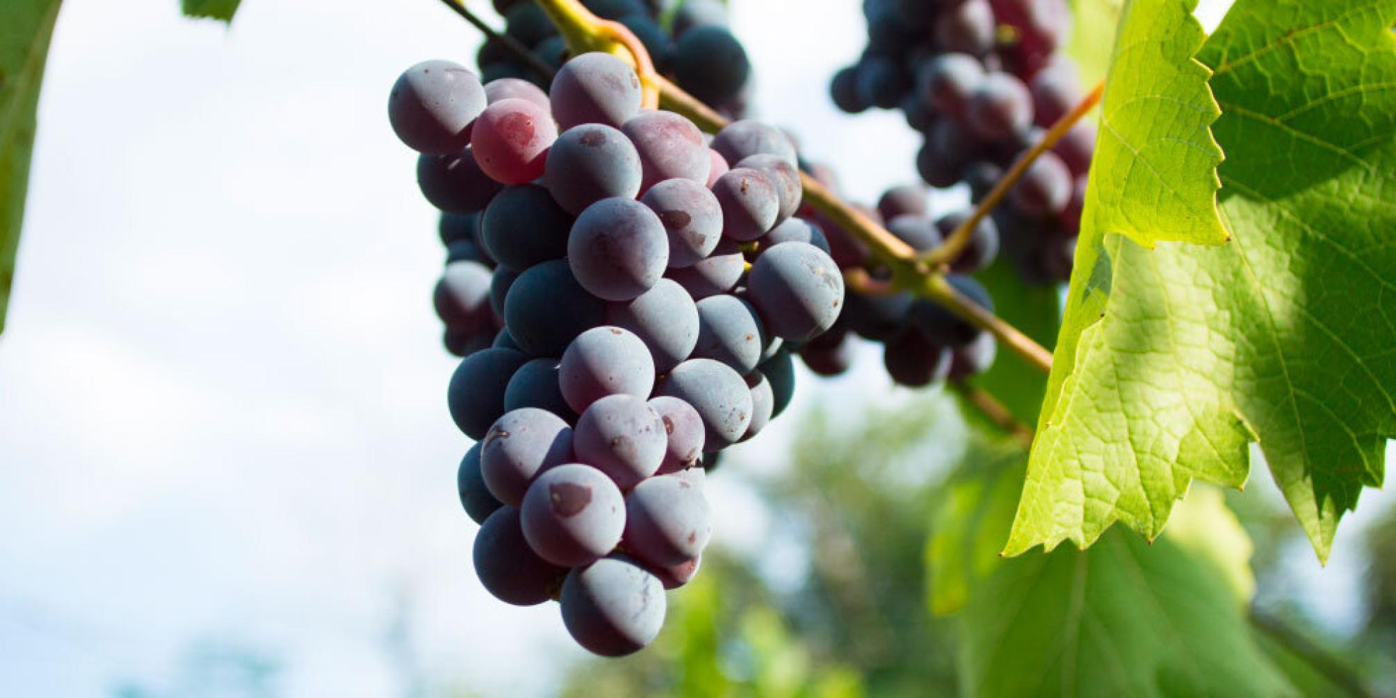 Bodegas Vizar № 0
