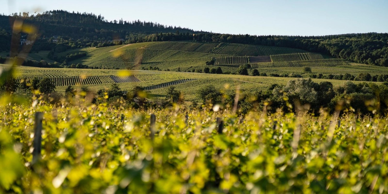 Peter Jacob Kuhn № 8