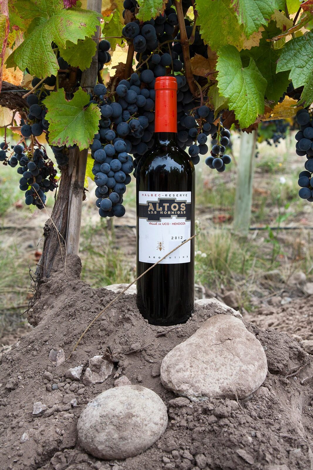 Chai Altos Las Hormigas Malbec đặt trên nền đất đá, phía trên là những chùm nho đen chín