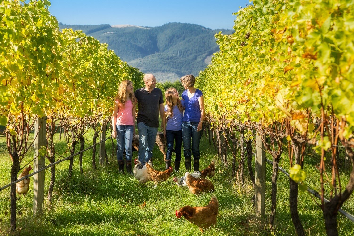 A family walking between rows of yellow-leaved vines with hens in the grass